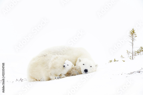 Polar bear mother (Ursus maritimus) sleeping on tundra with new born cub sheltering, Wapusk National Park, Manitoba, Canada photo