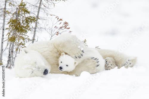 Matka niedźwiedzia polarnego (Ursus maritimus) z dwoma młodymi, Park Narodowy Wapusk, Manitoba, Kanada