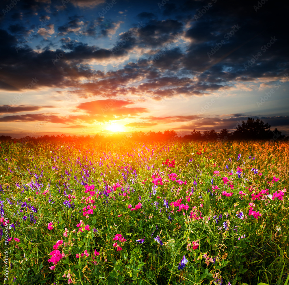 sunset over wild flower meadow sunset over wild flower meadow