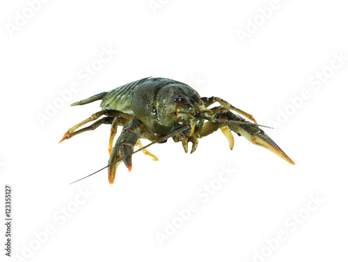 Common lobster isolated on a white studio background.