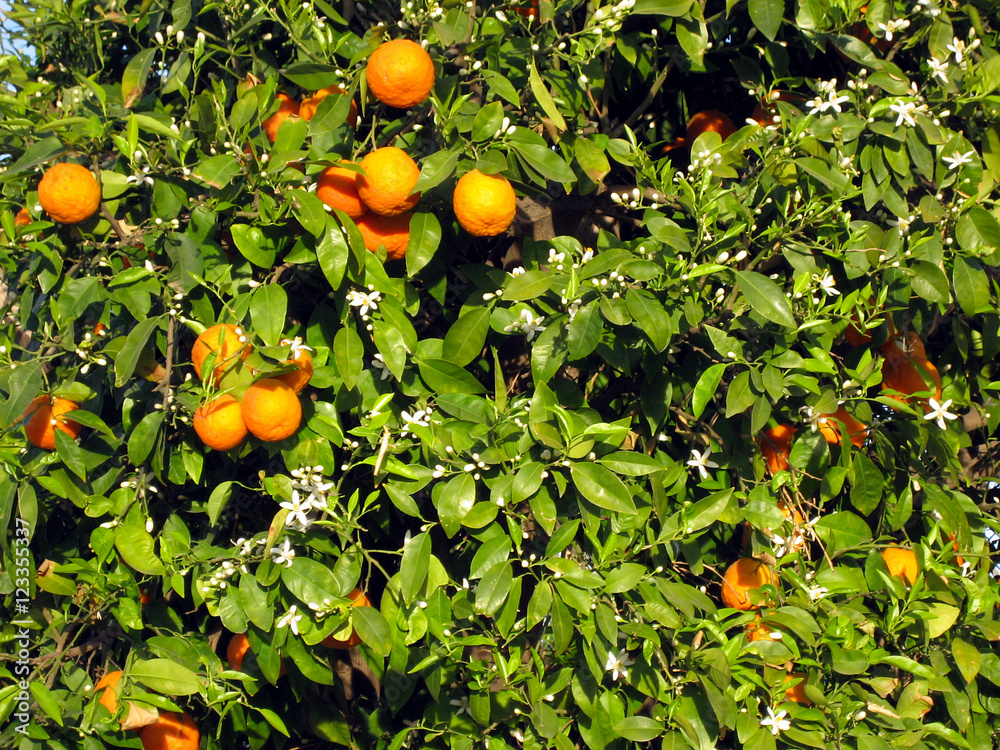 Orange Trees, Morocco