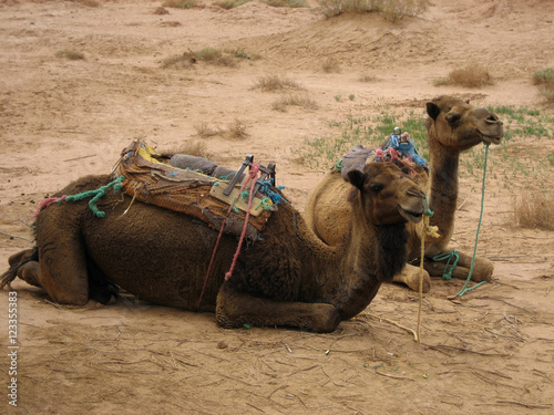 Camels near Erg Lehoudi  Mhamid Desert  Morocco