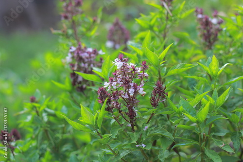 Fototapeta Naklejka Na Ścianę i Meble -  basil flower in the garden