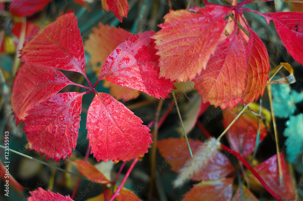 Colorful autumn leaves Colorful autumn leaves