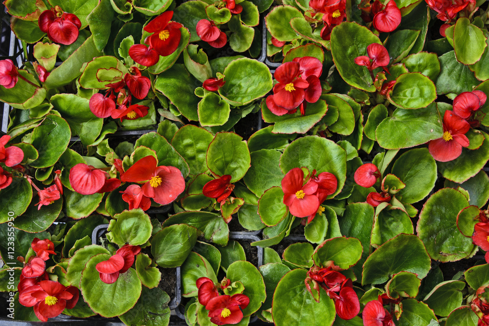 Begonias market Begonias market