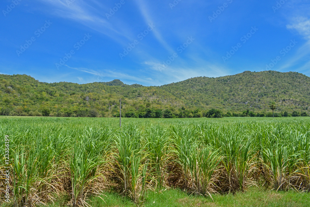 Agricolture