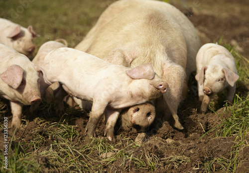 Fotografie An adult mummy pig sleeping surrounded by her piglets in a muddy field