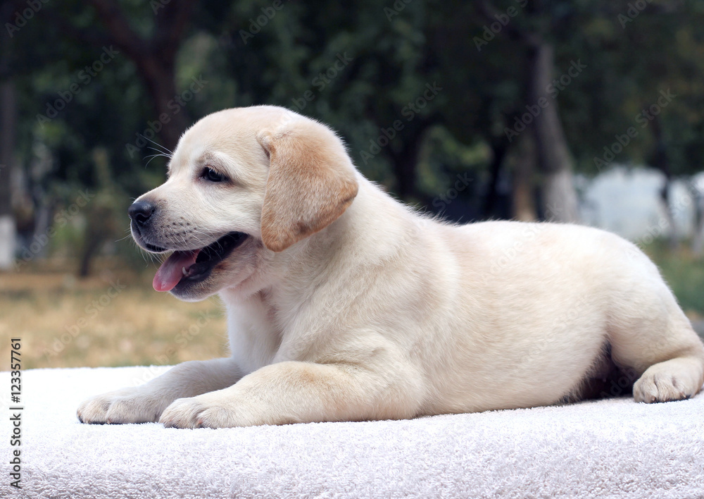 the little labrador puppy on the white background the little labrador puppy on the white background