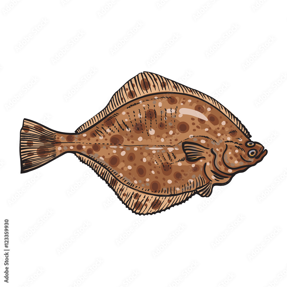 Hand drawn flounder, sketch style vector illustration isolated on white  background. Colorful realistic drawing of a flounder or flatfish, edible  freshwater fish Stock Vector