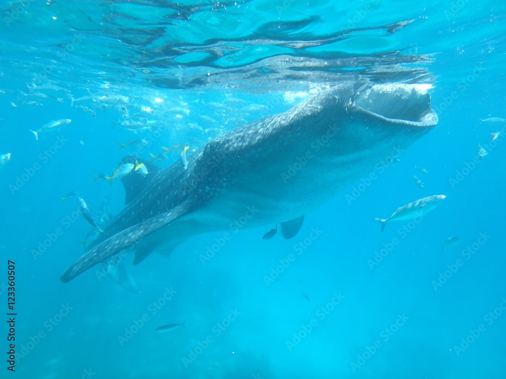 Fototapeta premium ジンベエザメ