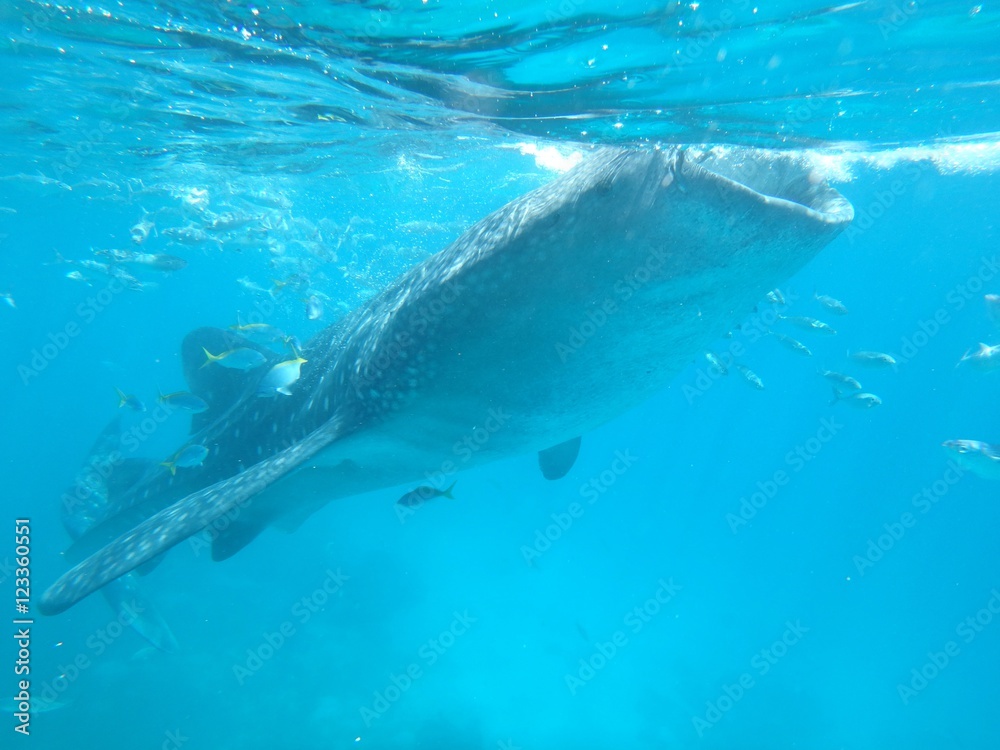Fototapeta premium ジンベエザメ