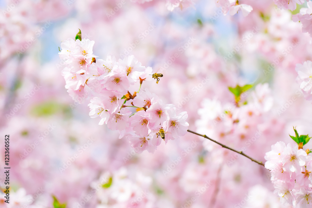 Fototapeta premium Pink blossoming flowers