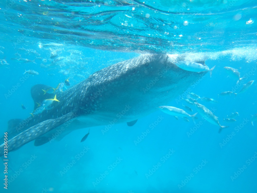 Fototapeta premium ジンベエザメ