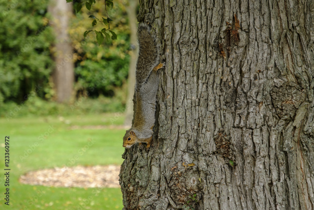 Obraz premium Grey squirrel on tree