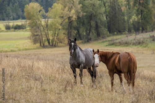 Horses in pasture.