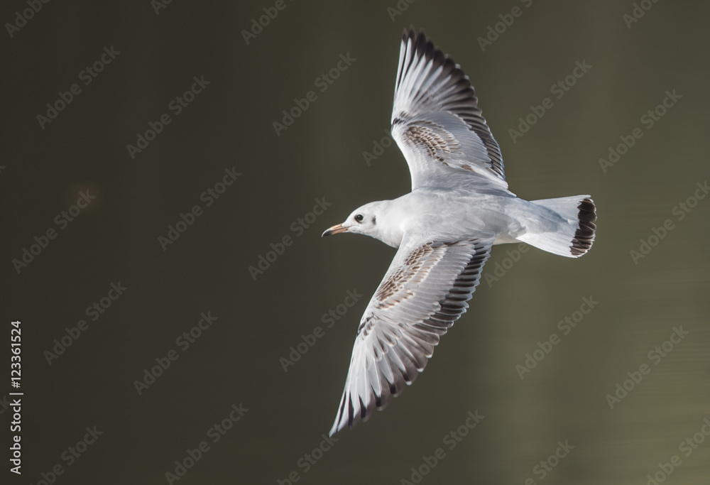 custom made wallpaper toronto digitalMöwe