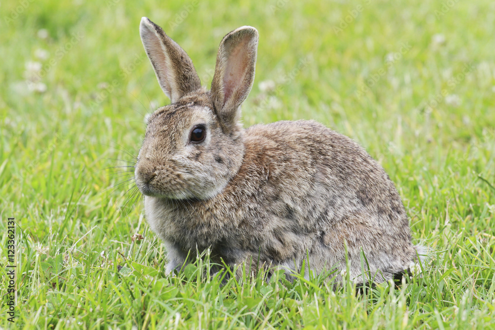 Hase Hase