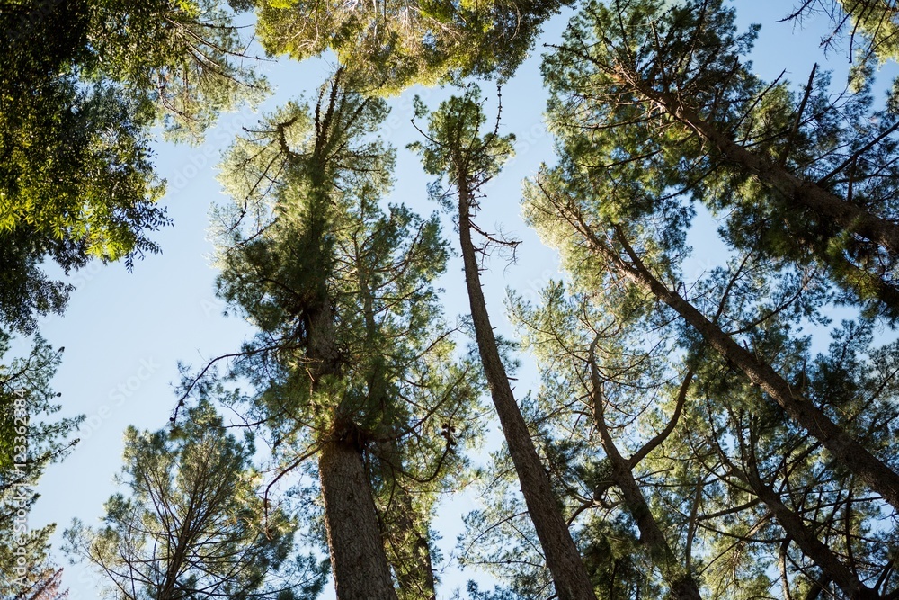 Fototapeta premium Trees in forest