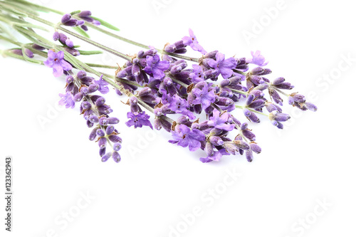 Fresh lavender flowers isolated.