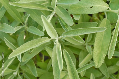 Green fresh leaves of salvia