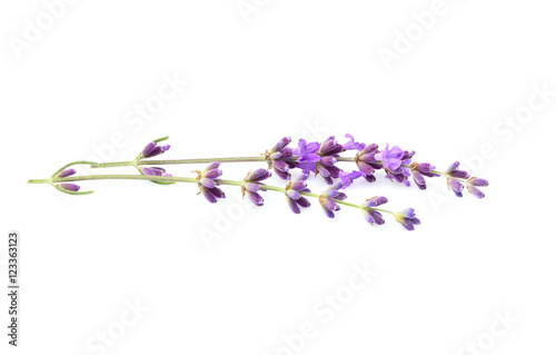Branch of fresh lavender isolated.