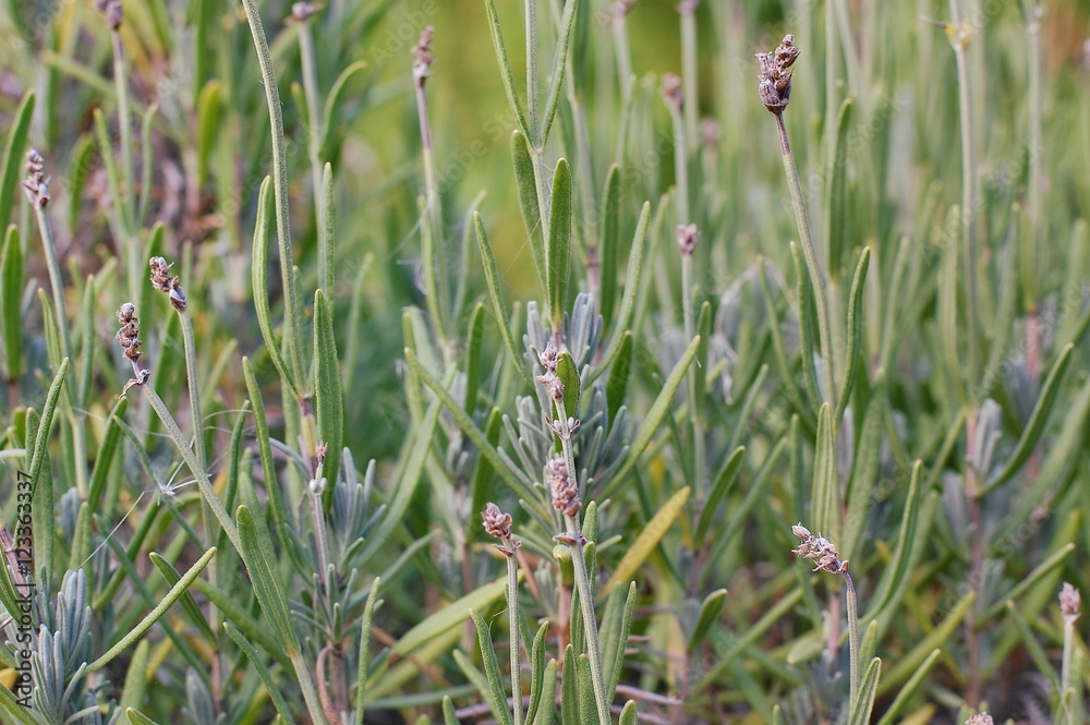 Obraz premium Plants of rosemary with flowers