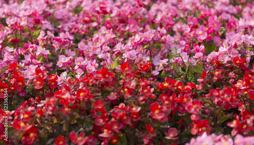 Pink and red summer flower fields. Floral blur background