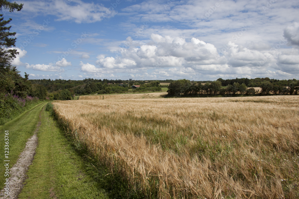 Fototapeta premium Fields in Denmark