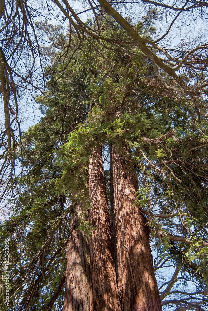 Fototapeta premium Tronco di quercia secolare