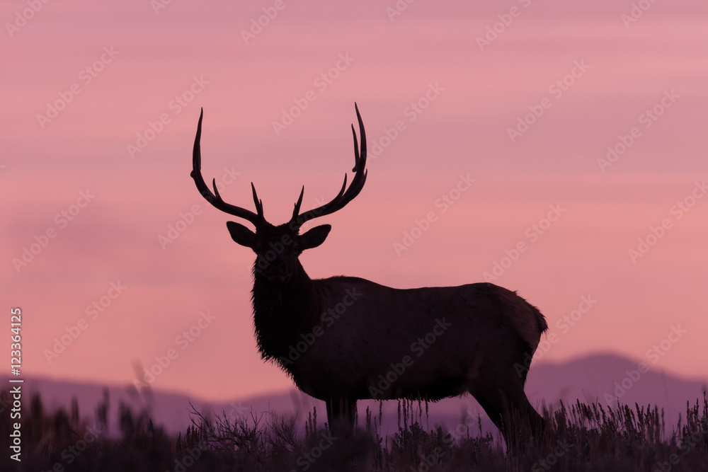 Obraz premium Bull Elk Silhouetted at Sunrise
