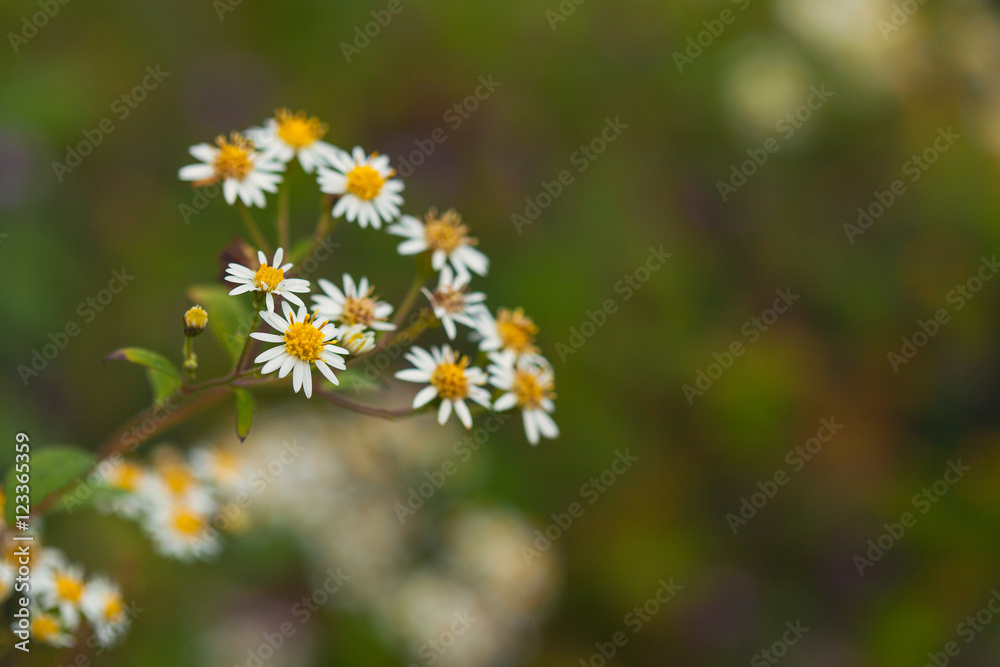 White Aster at Doi Luang chiang Dao, Chiang Mai, Thailand White Aster at Doi Luang chiang Dao, Chiang Mai, Thailand