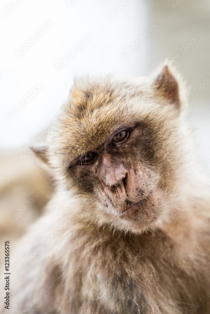 Fototapeta premium Portraits of a Monkey