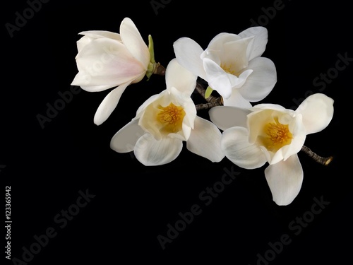 Beautiful white magnolia flower blooming on black background