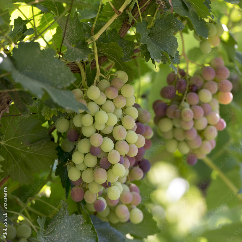Grapes hanging on vine, Dunhuang, Jiuquan, Gansu Province, China Grapes hanging on vine, Dunhuang, Jiuquan, Gansu Province, China