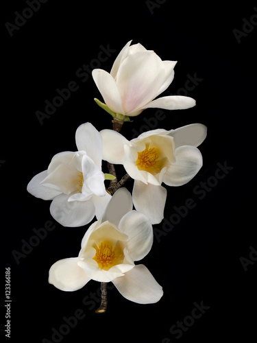 Fototapeta Naklejka Na Ścianę i Meble -  Beautiful white magnolia flower blooming on black background