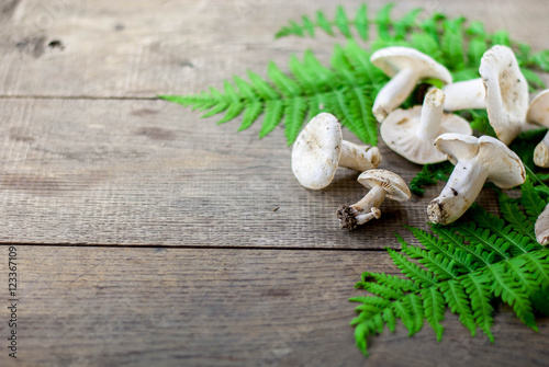 wild champinions mushroom photo