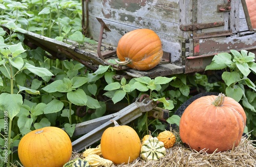 citrouilles sur botte de foin