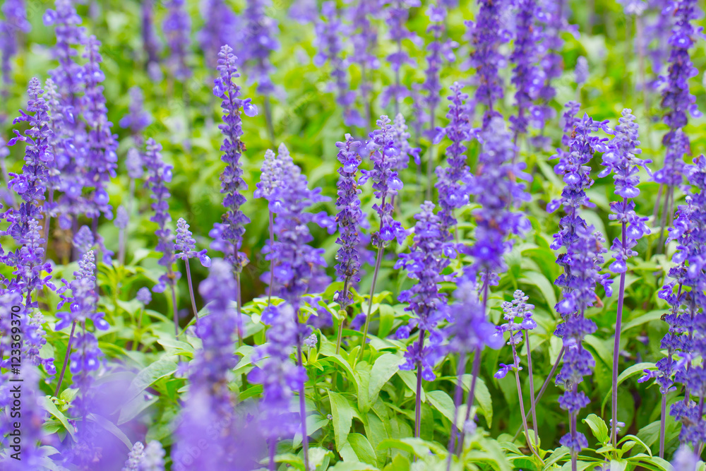 Lavender flower. Lavender flower.
