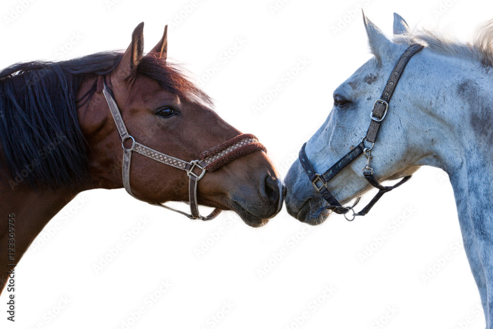 Fototapeta premium two horses on a white background closeup