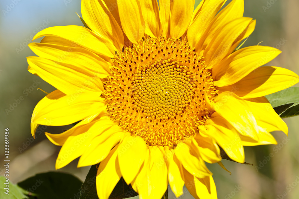 Sunflower with bees in summer. Sunflower with bees in summer.