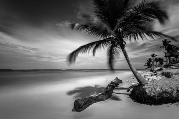 Tuinposter Zwart wit Tropisch strand Punta Cana zwart-wit  © DiegoRussoPh