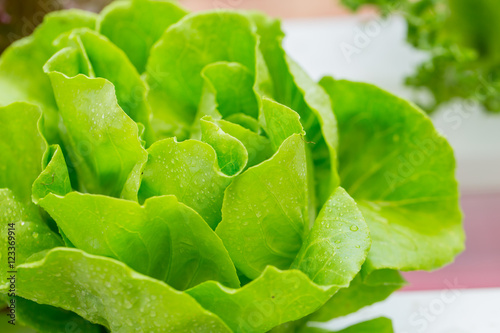 Tableau sur toile butterhead salad lettuce