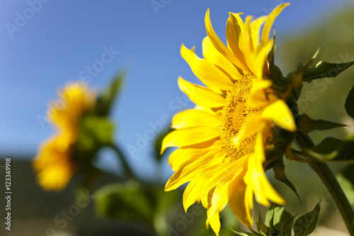 Sunflower with bees in summer.