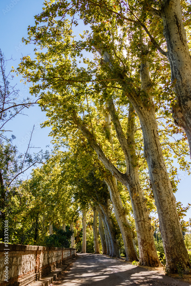 Paseo arbolado centenario en HDR, jardin del Príncipe de Aranjuez, patrimonio de la humanidad (UNESCO), Madrid, España