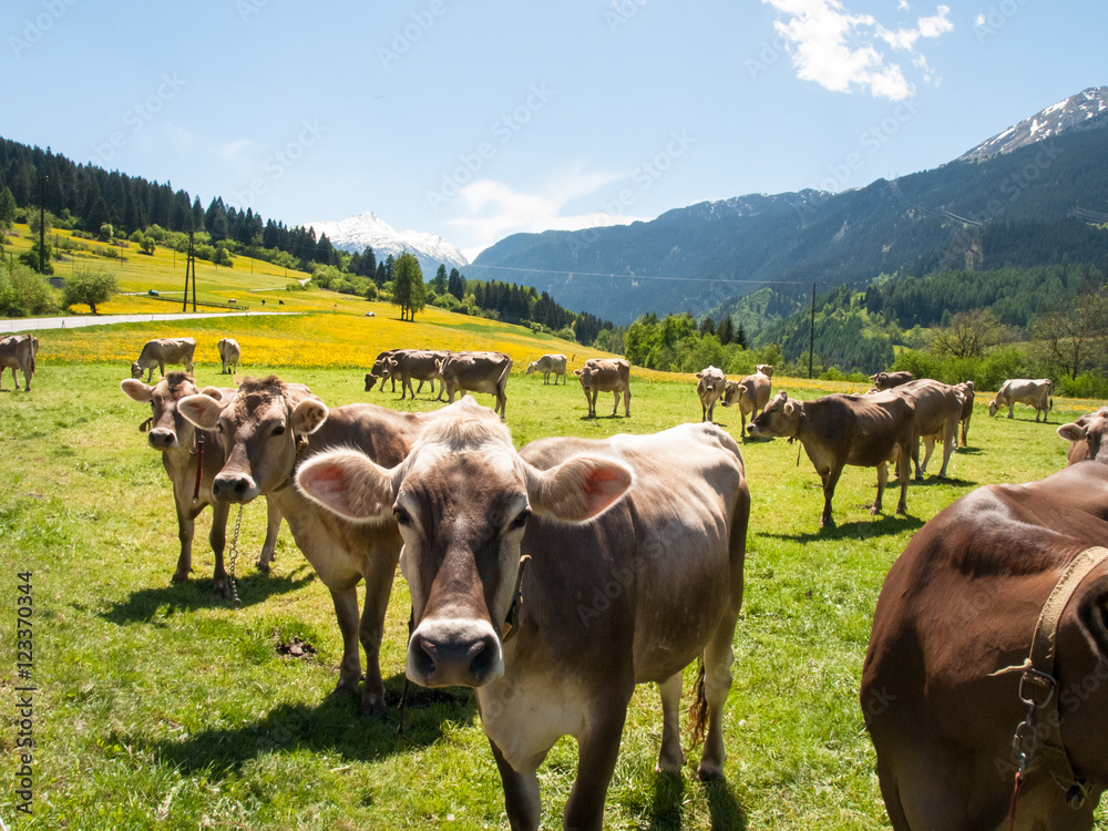 Naklejka premium Cows grazing