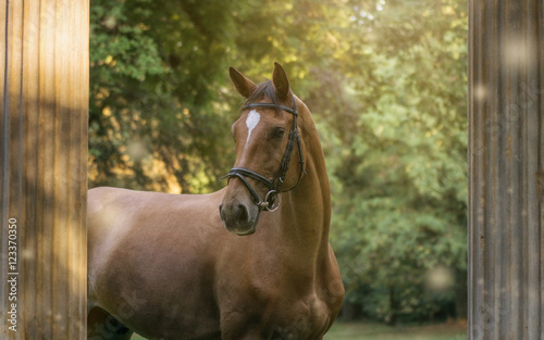 Pferd zwischen Säulen photo