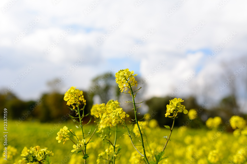 Obraz premium Feld voller gelben Blumen