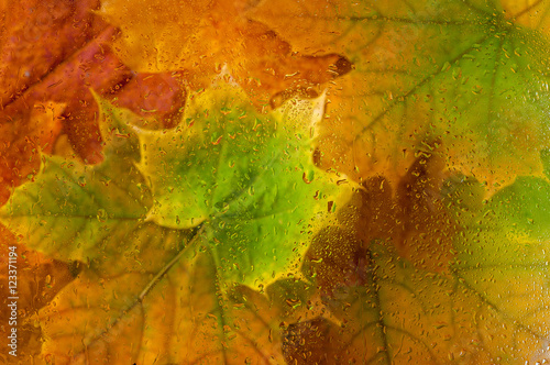 background of yellow green maple leaves in the rain