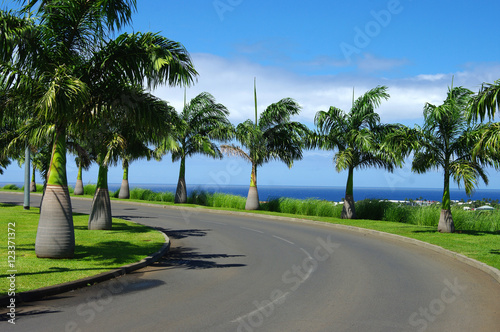 La Réunion - Palmier bouteille, palmier royal
