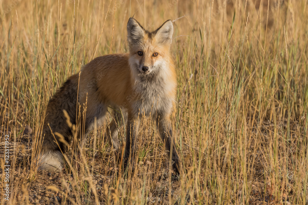 Red Fox Red Fox